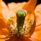 Spanish Poppy